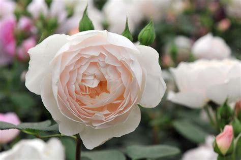 how to water roses in dry weather